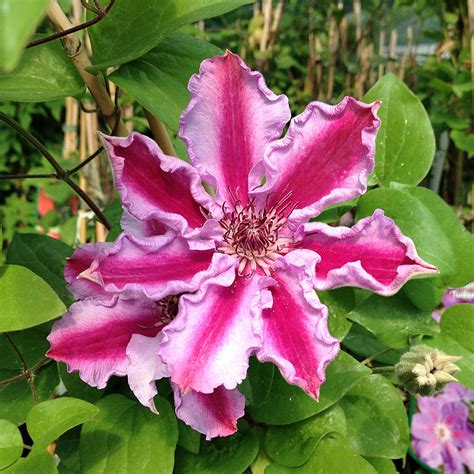 altezza clematis tudor|Clematis 'Tudor' .